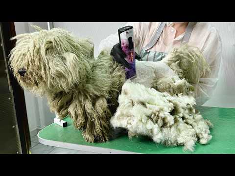 YOU WON'T BELIEVE HOW CUTE HE LOOKS AFTER SHAVING ALL THIS MATTED HAIR