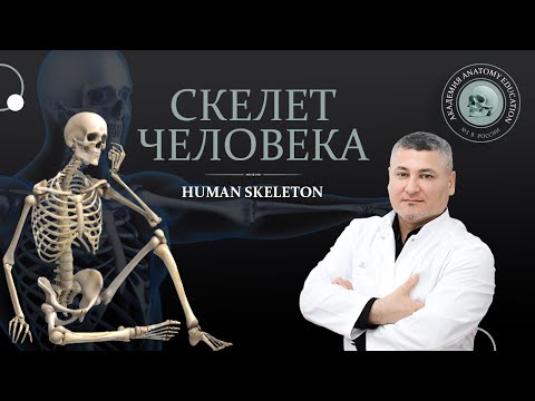 Скелет человека / Human skeleton. Анатомия костной системы / Anatomy of the bone system