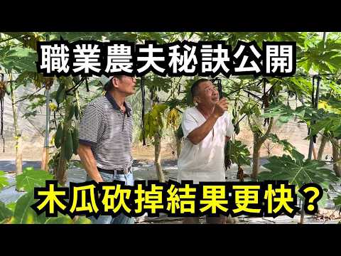 木瓜種多久要砍掉重種?砍掉木瓜結果更快?嘉義中埔鄉木瓜園實地訪問農民分享| 阿星種植