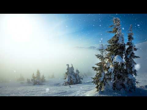Snowy Winter Pines -1HR Static Scene