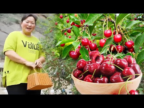 【陕北霞姐】霞姐摘一大筐野樱桃，回家制作纯天然“樱桃饮料”，清爽开胃真是夏季必备！