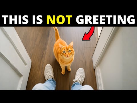  If Your Cat Greets You at the Door, They're Trying to Tell You This…