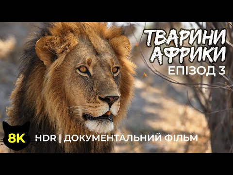 African Wildlife – Episode 3 | 8K HDR Documentary about the animals of Moremi and Hwai Reserves