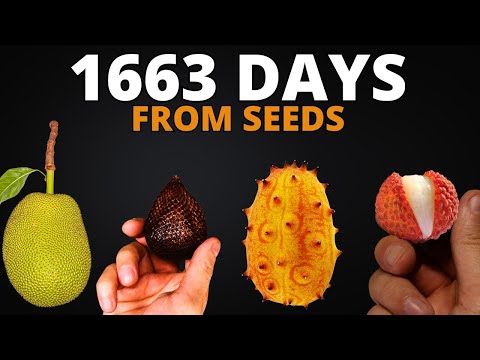 1663 Days Growing Tropical Fruits in 10 Minutes (4K Timelapse)