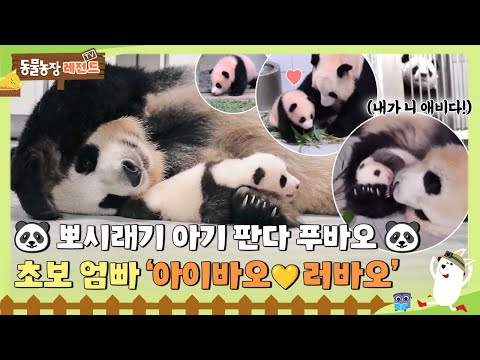 [TV 동물농장 레전드] 🐼뽀시래기 아기 판다 푸바오🐼초보 엄빠 ‘아이바오💛러바오’ #TV동물농장 #AnimalFarm #SBSstory