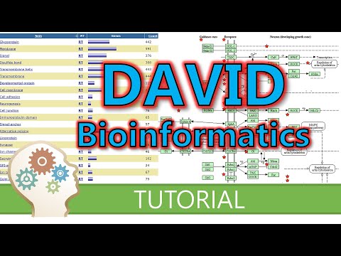 How to use DAVID for functional annotation of genes