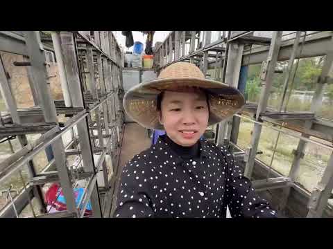 都建议我家买个蜂车能改善迁徙的生活今天去参观下蜂友的蜂车 蜂车 养蜂人 追花采蜜 迁徙流浪 小汤蜂蜜