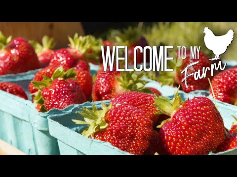 Strawberry Fields Forever | Welcome To My Farm with Lisa Steele