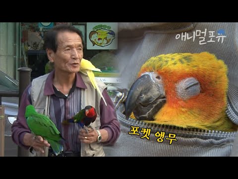 아내가 세상을 떠난 뒤.. 할아버지 인생을 바꿔준 귀여운 앵무새들🦜💛｜KBS 생생정보통 101027 방송