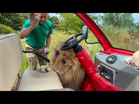 Олег Зубков ПОССОРИЛСЯ с любимым львом, НЕ МОЖНО портить машину!