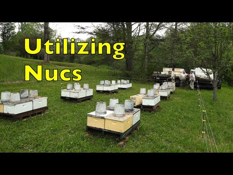 Beeyard Repopulation with Nucs