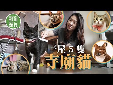 寺廟貓｜行山迷路遇見貓寺廟 救治病危幼貓結緣 先後收養5隻寺廟貓入屋變主子 #動物蘋台─果籽 香港 Apple Daily─原刊日期：20210506