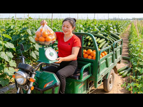 Harvesting 1000KG Clean Cucumbers & Oranges by 3-Wheeled Truck and Go to Market | Đào Daily Farm
