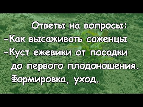 Как я высаживаю саженцы. Куст от посадки до первого плодоношения