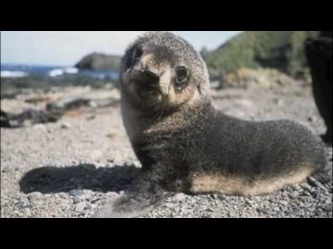 Hair soaks up oil spills