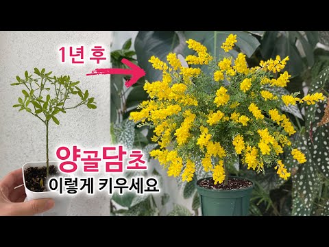 Everything you need to know about growing Ani-Cid!