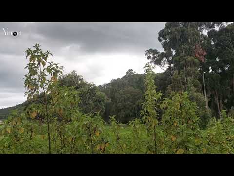 Música de Bach para un momento de calma y enfoque