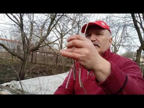 Hydrangea How to propagate in early spring?