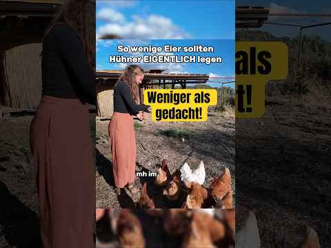 So wenige EIER legen HÜHNER normalerweise!! 🤯 #ungewohnt