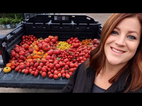Bean, Carrot & Tomato Harvest!  🍅🥕🌿// Garden Answer