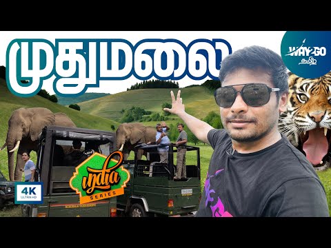 முதுமலையில் புலி(யிடம்) சிக்கிய தருணம்🐅😱| Mudumalai Forest Safari | Ooty | Ep 8 |  Way2go தமிழ்