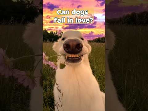 Do Dogs Experience Romantic Love Like Humans? 🐾