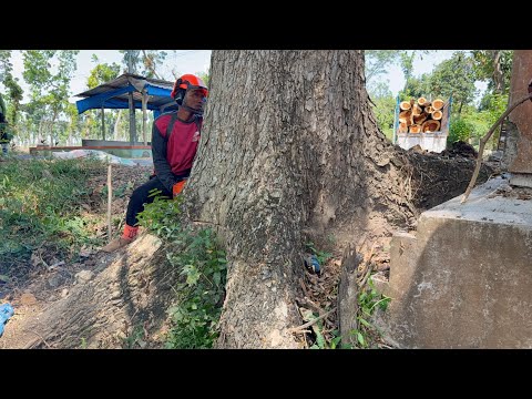 Perilous Takedown: Battling Live Wires vs. The Rock-Hard Tree!