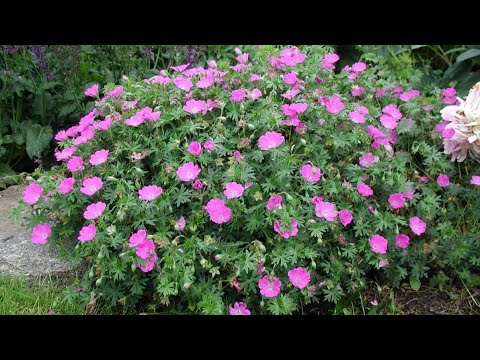 Эти 19 МНОГОЛЕТНИКОВ будут РАДОВАТЬ цветением ВСЁ ЛЕТО