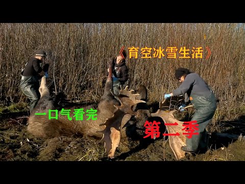 一口气看，育空冰雪生活第二季，住在阿拉斯加的居民，打猎和捕鱼的生活