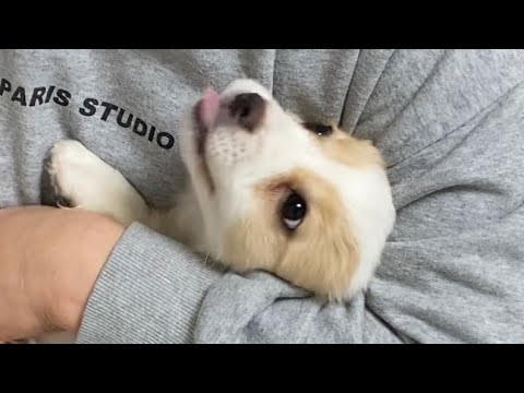 A puppy who loves his mother so much