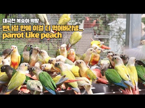 복숭아 🍑 1개 만원? 잘먹어서 좋긴한데ㄷㄷ