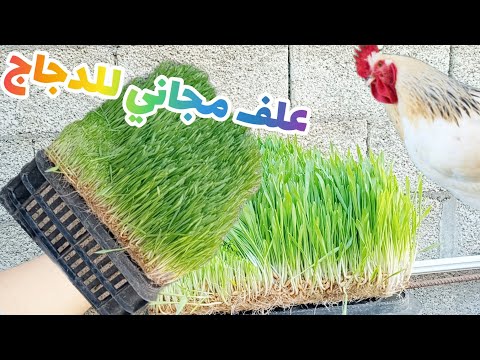 زراعة الشعير بدون تربة كيف نزرع الشعير بدون تربة كيف نربي الدجاج #دجاج_زينه