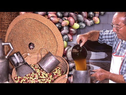 "Liquid gold" of the field: oil. Harvesting of the olives without sealing and pressing them