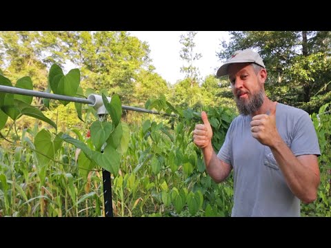 What Lived? What Died? WHAT BROKE OUR HEARTS? Adapt and Overcome! (A Real Life Garden Tour)