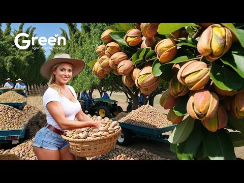 How to BILLIONS of Pistachios Harvested & Processed