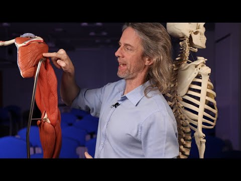 Origins and insertions of rotator cuff muscles (anatomy)