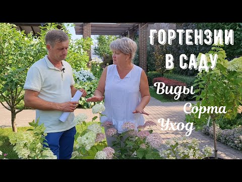 Какую гортензию выбрать и как за ней ухаживать?