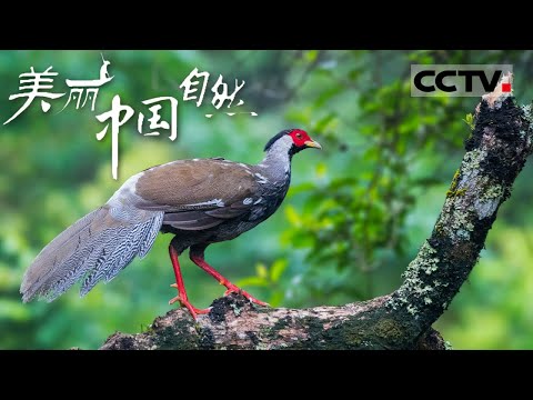 【ENG】仙气飘飘！“林中飞仙”白鹇飞到了武夷山 这种鸟太厉害 孩子出生两小时就可以外出《美丽中国自然》武夷山系列【CCTV纪录】