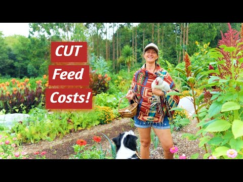 7 Plants to FEED your Chickens for CHEAP | Backyard Chicken Tips