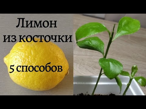 ЛИМОН из КОСТОЧКИ. 5 способов выращивания.