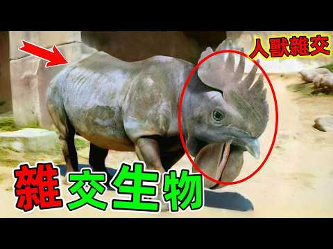 世界最罕見雜交生物！這世界太神奇了，尤其最後一種簡直顛覆認知#雜交生物 #雜交動物 #雜交 #動物雜交 #世界之最 #老王看世界