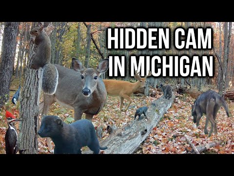 I Hid a Camera at a Secret Log in Michigan | Let's See What I Got! #wildlife