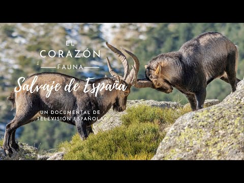 El corazón salvaje de España 🐗🦌🌳 Un documental del archivo @rtvedocumentales3800