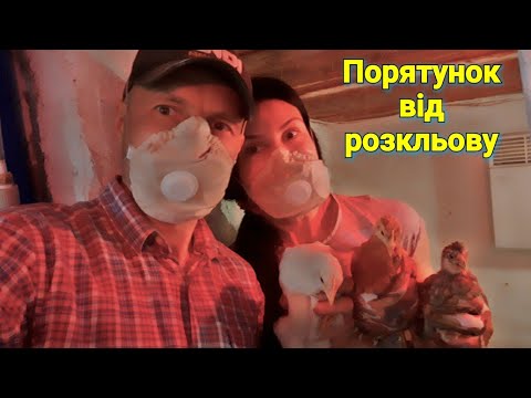 Канібалізм у курчат‼