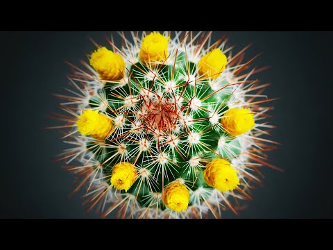 ТВОЙ КАКТУС ЗАЦВЕТЕТ, ЕСЛИ ДЕЛАТЬ ЭТО!