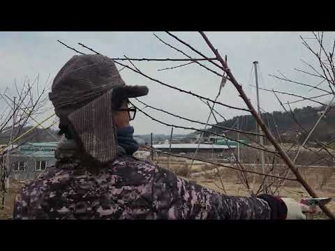 복숭아나무 2년생 나무 잘키우는방법.전지방법.