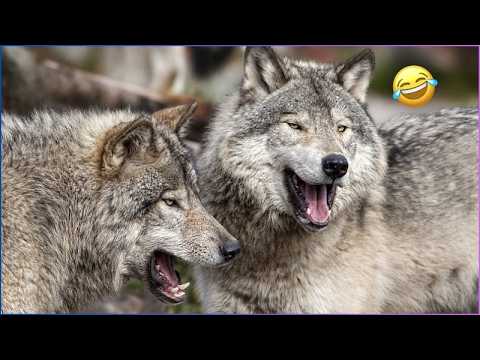 WOLF DOGS That Look Majestic… But Act Like Babies 😂