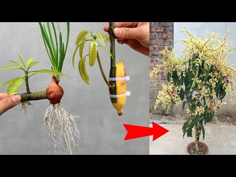 Propagating mango trees with chicken eggs or onions to stimulate and grow strongly
