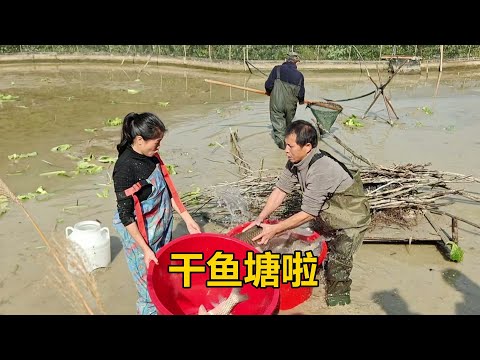 Look at how many fish they harvested from the fishpond that hadn't been drained for years! It was...