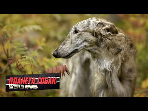Русская псовая борзая. Планета собак спешит на помощь